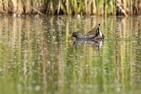 3463 1886 Gallinula chloropus (Gallinella d'acqua)